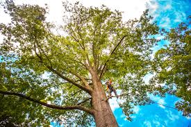 Best Tree Health Inspection  in Rouses Point, NY