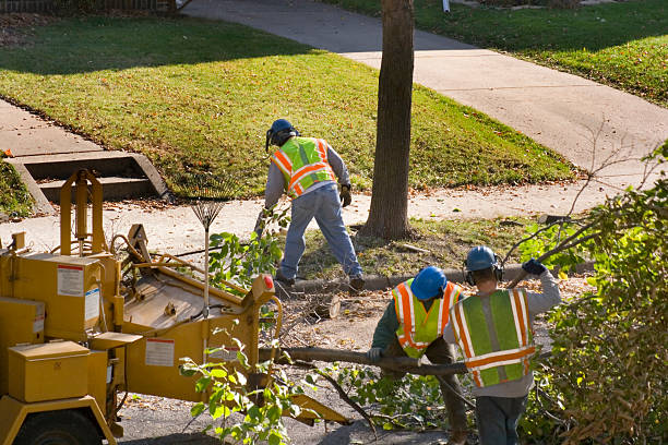 Reliable Rouses Point, NY Tree Services Solutions